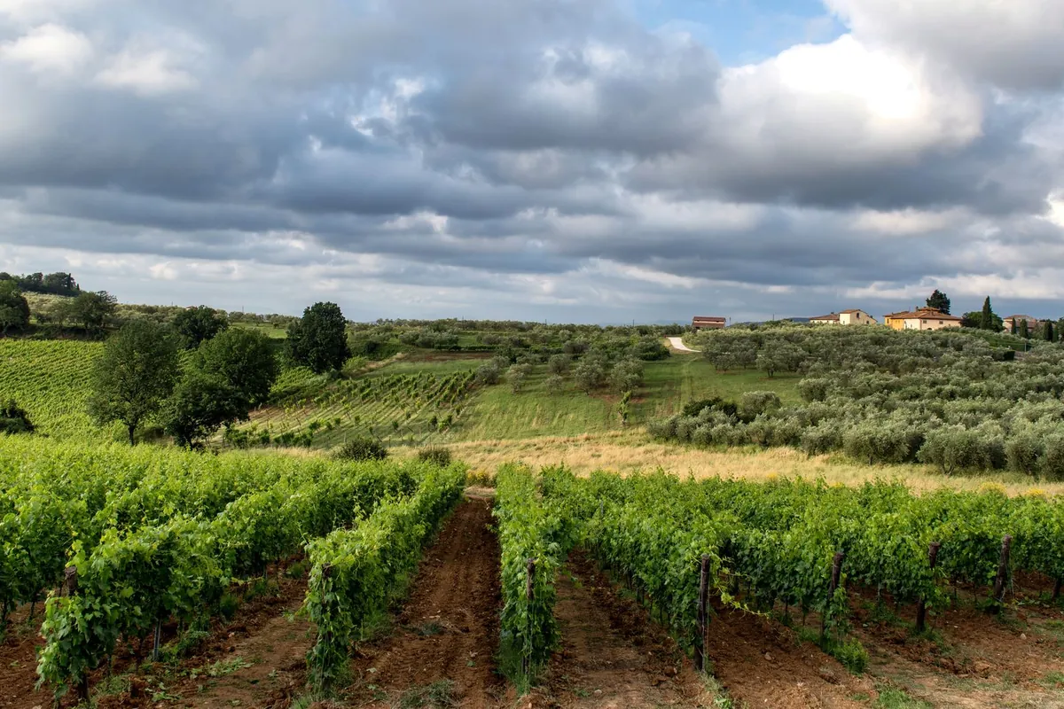 Şarap – Tenuta Castello di Morcote