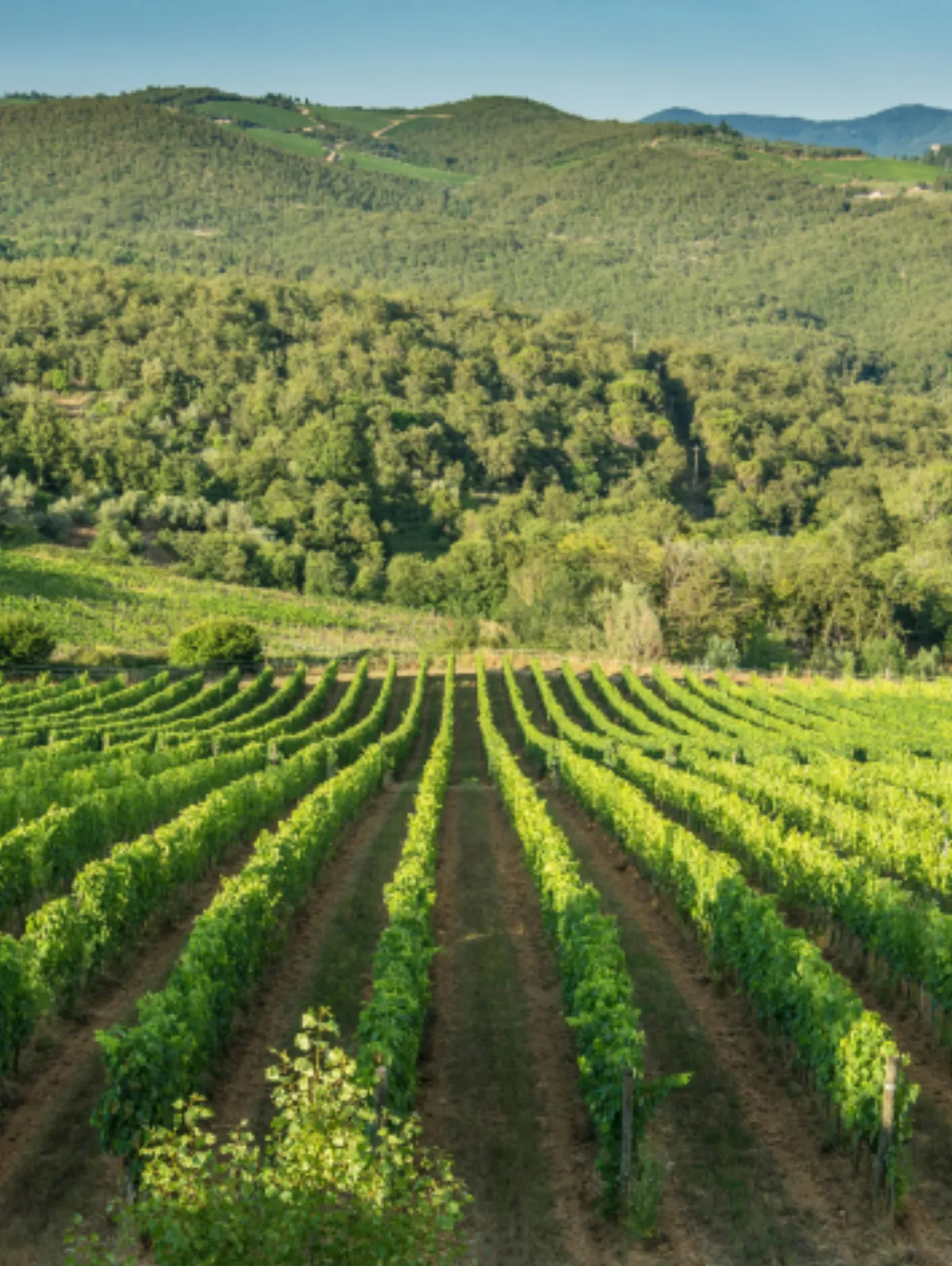 Wine Resort Dievole – Vue extérieure, Adults-Only Hotel in Toskana