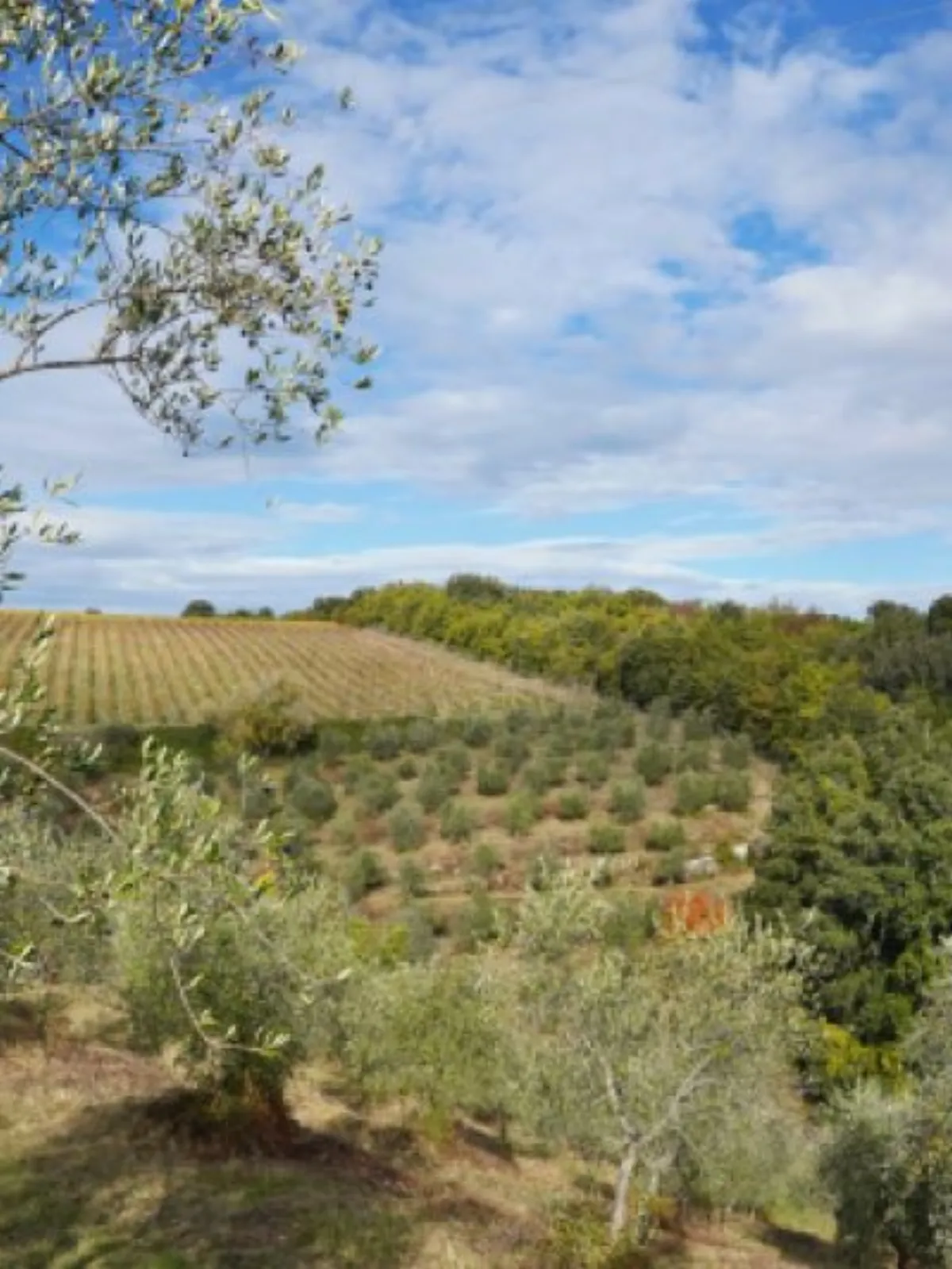 Wine Resort Dievole – Chambres & suites, Adults-Only Hotel in Toskana