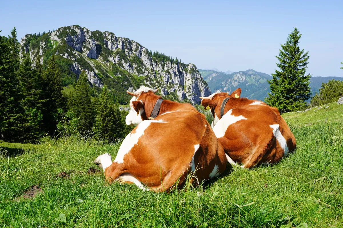 Erwachsenenhotel Allgäu – Deine Auszeit in paradiesischer Ruhe